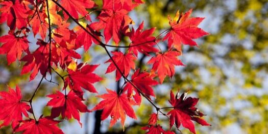 Herbst herbst